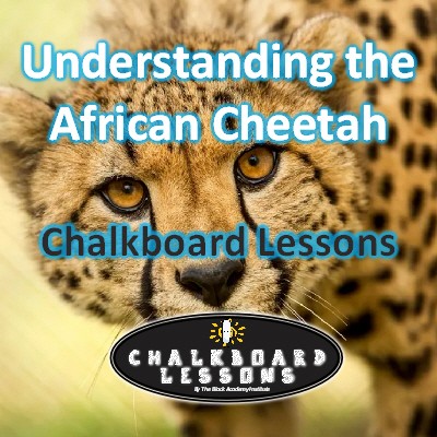 Chalkboard Lessons - Understanding the African Cheetah